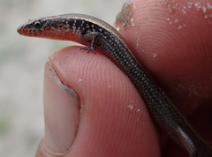 Panaspis maculicollis