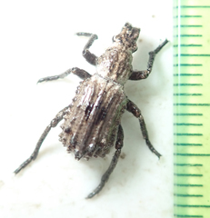Microcerinae