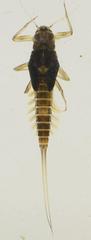 Acentrella