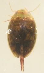 Laccophilus minutus