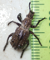 Microcerinae