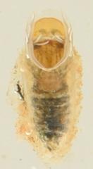 Simulium pseudequinum