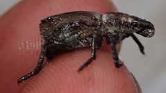 Microcerinae