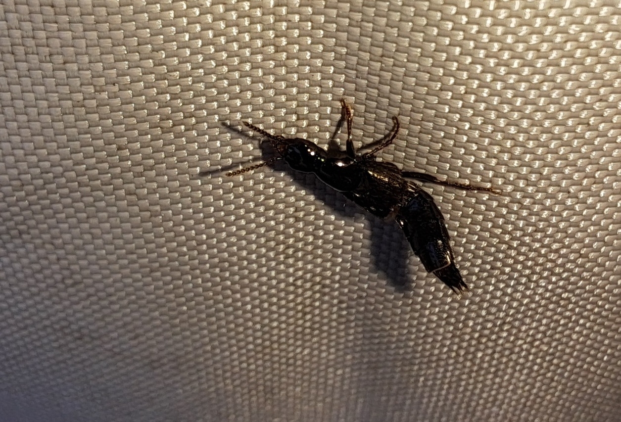 Quedius mesomelinus