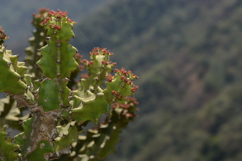 Euphorbia neriifolia