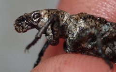 Microcerinae