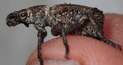 Microcerinae