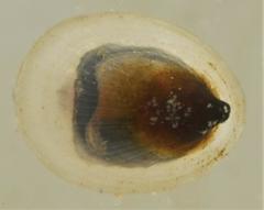 Ancylus fluviatilis