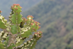 Euphorbia
