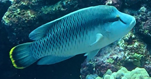 Cheilinus undulatus