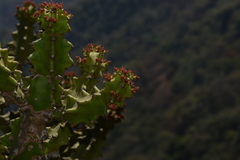 Euphorbia