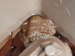 Bufo spinosus
