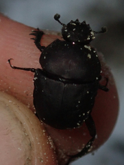 Allogymnopleurus splendidus