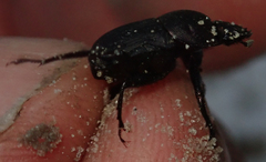 Allogymnopleurus splendidus