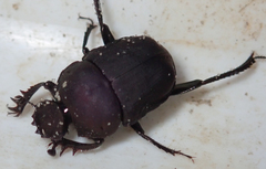 Allogymnopleurus splendidus