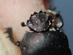 Allogymnopleurus splendidus
