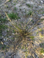 Aristida jerichoensis