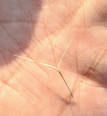 Aristida jerichoensis