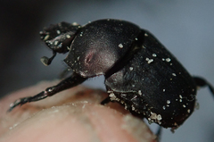 Allogymnopleurus splendidus
