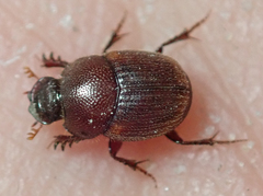 Onthophagus quadrimaculatus
