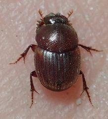 Onthophagus quadrimaculatus