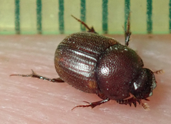 Onthophagus quadrimaculatus