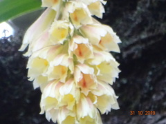 Cymbidium elegans