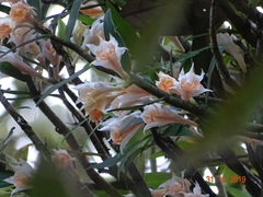 Dendrobium longicornu