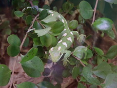 Naultinus grayii