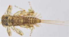 Ecdyonurus rothschildi