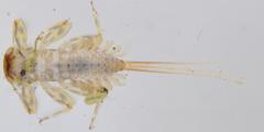 Ecdyonurus rothschildi