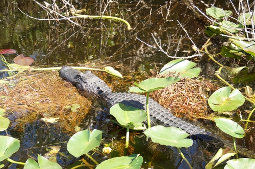 Alligator mississippiensis image