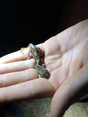 Lucasium steindachneri