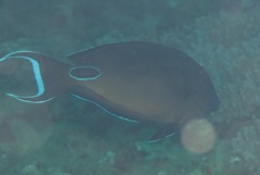 Acanthurus tennentii