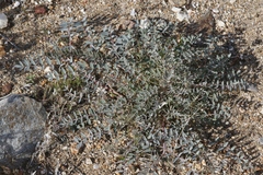 Astragalus palmeri