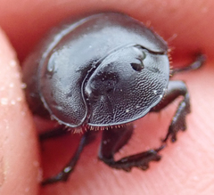 Metacatharsius marani