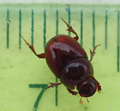 Caccobius ferrugineus