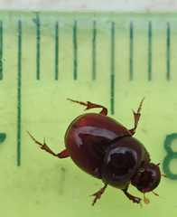 Caccobius ferrugineus