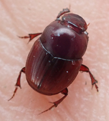 Caccobius ferrugineus