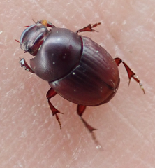 Caccobius ferrugineus