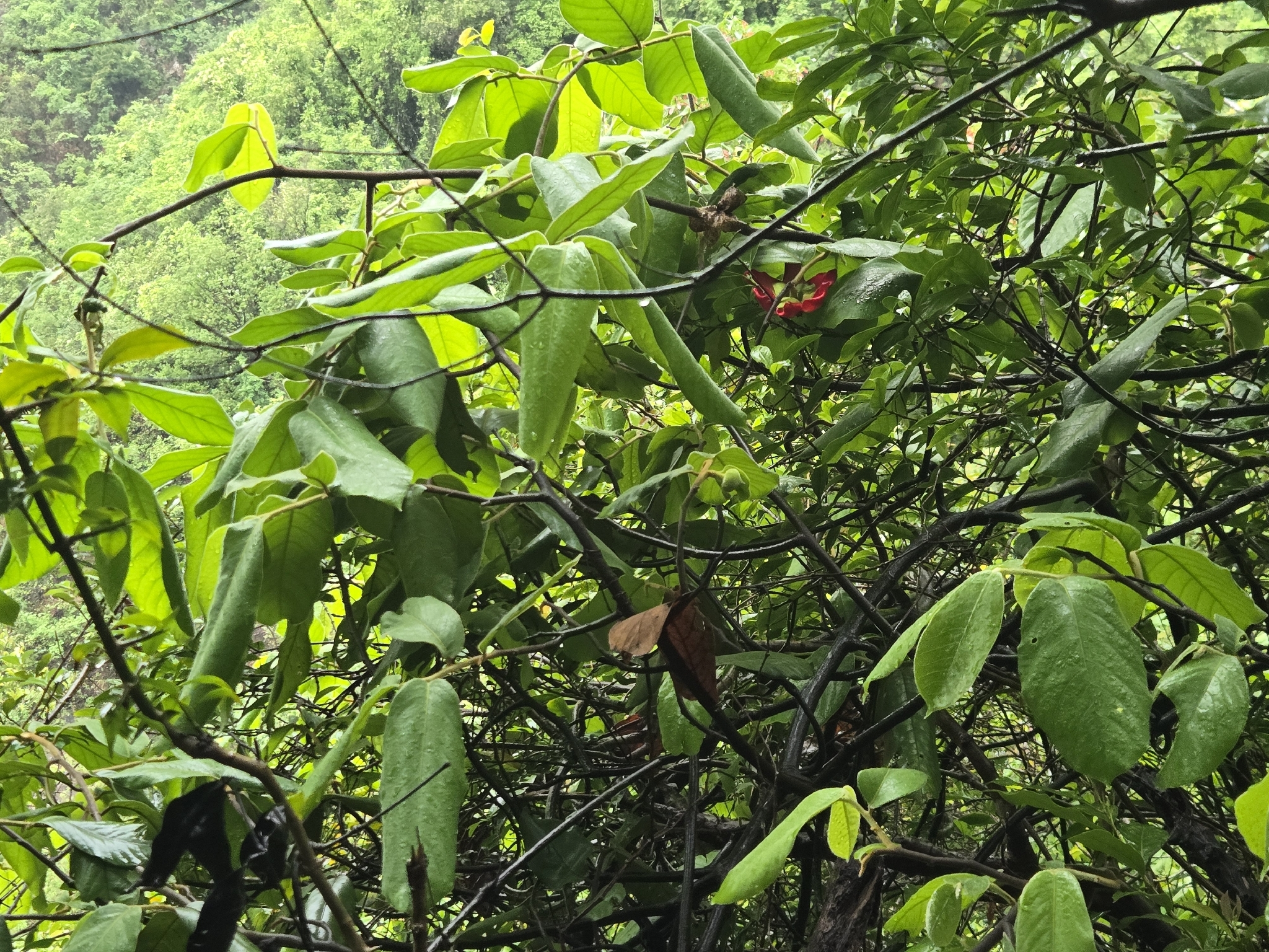 Imagem de Uvaria grandiflora
