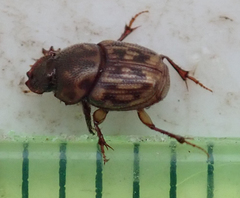 Onthophagus variegatus
