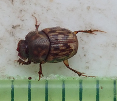 Onthophagus variegatus