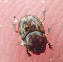 Onthophagus variegatus