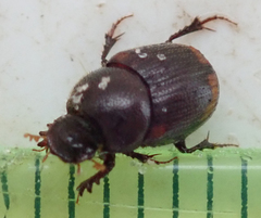 Onthophagus quadrimaculatus