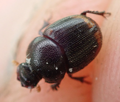 Onthophagus quadrimaculatus