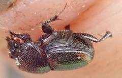Onthophagus quadrimaculatus