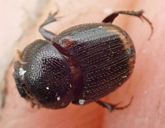 Onthophagus quadrimaculatus