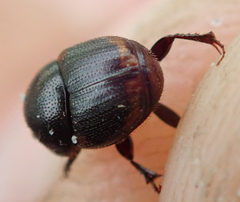 Onthophagus quadrimaculatus