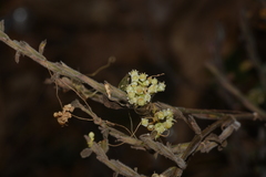 Cuscuta chinensis